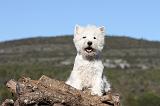 WESTIE 222